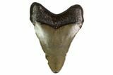 Juvenile Megalodon Tooth - Georgia #158757-1